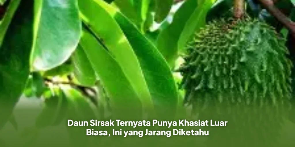 Daun Sirsak Ternyata Punya Khasiat Luar Biasa, Ini yang Jarang Diketahu
