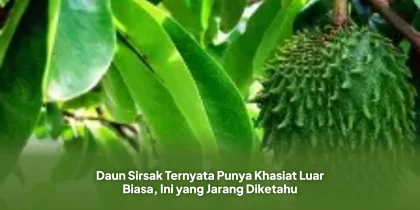 Daun Sirsak Ternyata Punya Khasiat Luar Biasa, Ini yang Jarang Diketahu