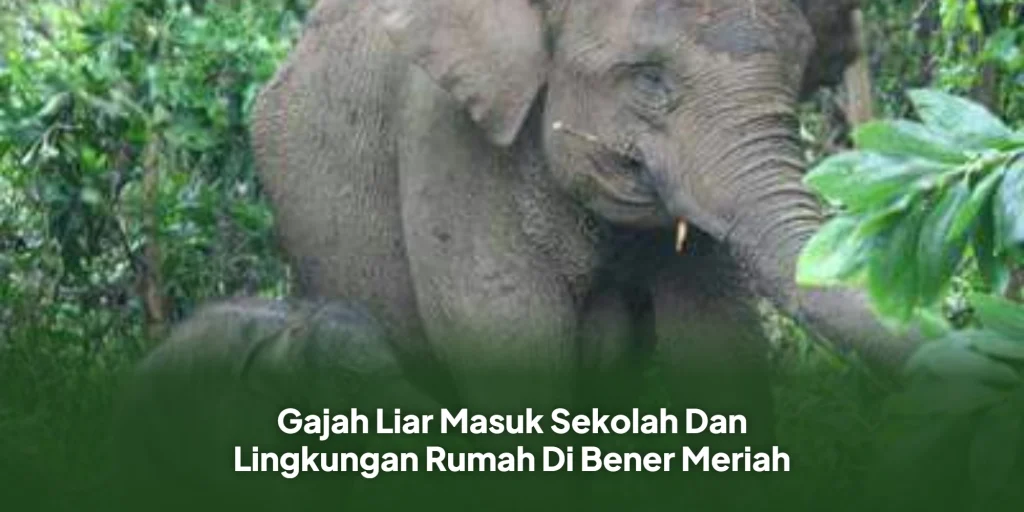 Gajah Liar Masuk Sekolah Dan Lingkungan Rumah Di Bener Meriah