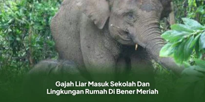 Gajah Liar Masuk Sekolah Dan Lingkungan Rumah Di Bener Meriah