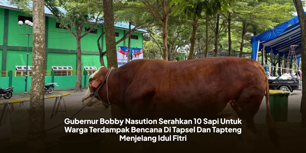 Gubernur Bobby Nasution Serahkan 10 Sapi Untuk Warga Terdampak Bencana Di Tapsel Dan Tapteng Menjelang Idul Fitri