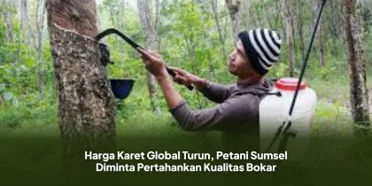 Harga Karet Global Turun, Petani Sumsel Diminta Pertahankan Kualitas Bokar