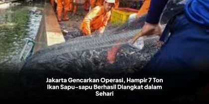 Jakarta Gencarkan Operasi, Hampir 7 Ton Ikan Sapu-sapu Berhasil Diangkat dalam Sehari