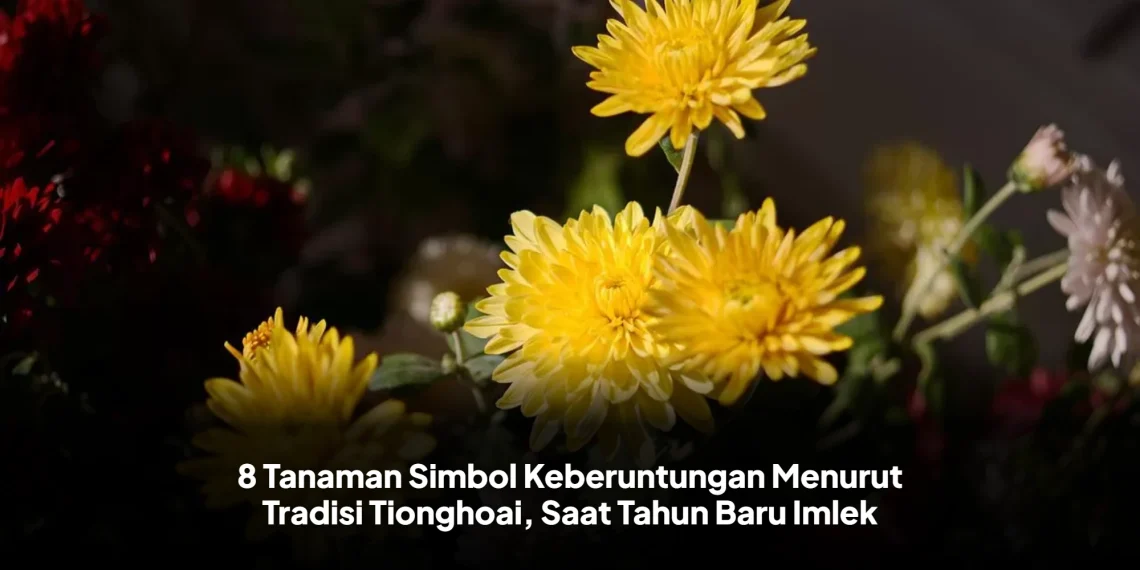 8 Tanaman Simbol Keberuntungan Menurut Tradisi Tionghoai, Saat Tahun Baru Imlek